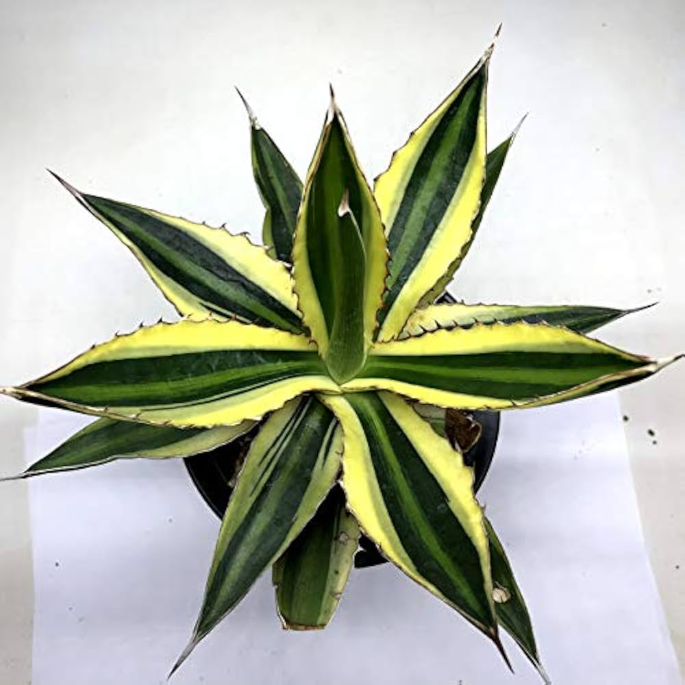 Amazon.co.jp: 多肉植物 ：アガベ 五色万代*L: ホーム＆キッチン